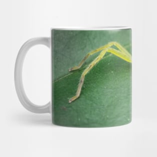 A female green huntsman spider (Micrommata virescens) Mug